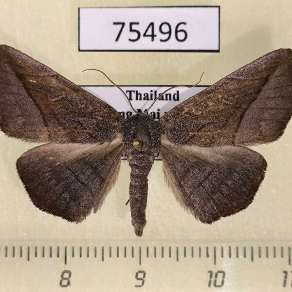Noctuidae Arytrurides inornata Thailand
