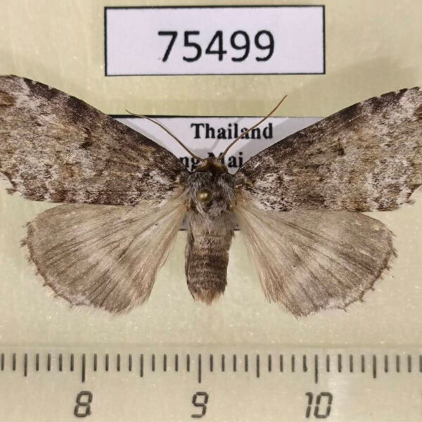 Thyatiridae Wernya thailandica Thailand
