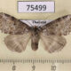 75499p Thyatiridae Wernya thailandica Thailand $9
