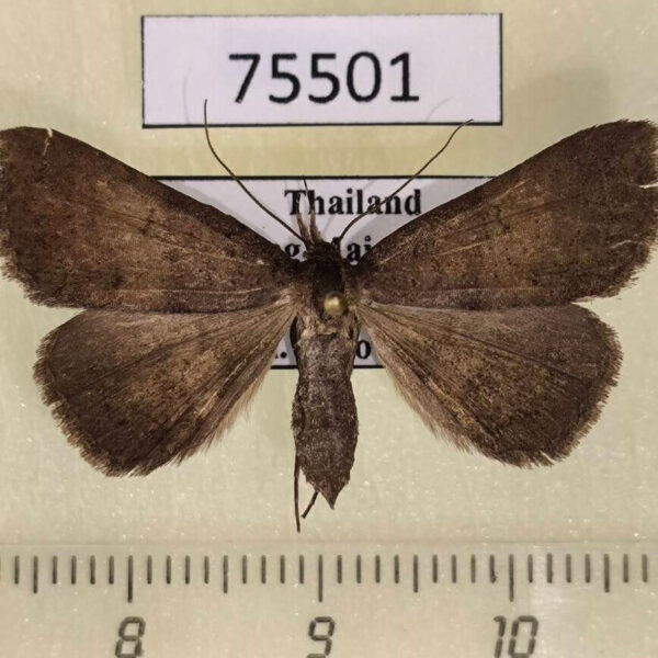 Noctuidae Herminiinae sp. f Thailand