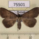 75501p Noctuidae Herminiinae sp. f Thailand $7