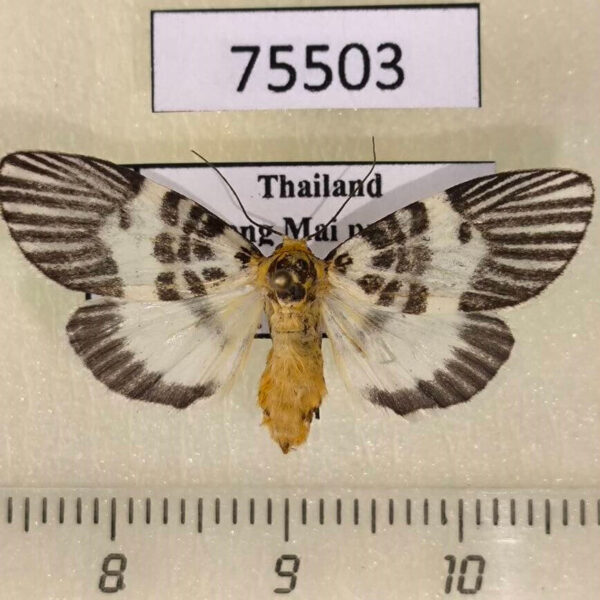 Arctiidae Ammatho maculifasciata f Thailand
