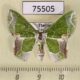 75505p Geometridae Protuliocnemis partita Thailand $8
