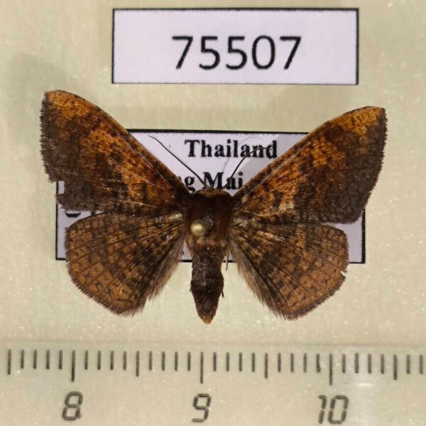 Thyrididae Herimba sp. Thailand