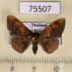 75507p Thyrididae Herimba sp. Thailand $5