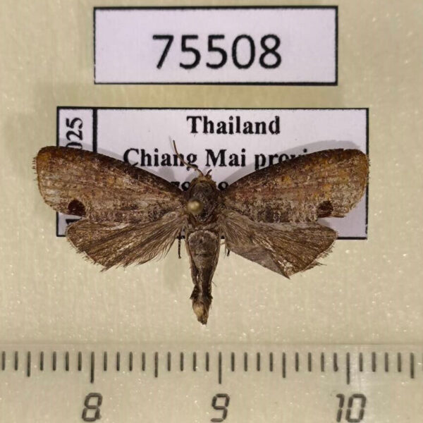 Moth sp. Thailand