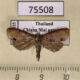 75508p Moth sp. Thailand $10