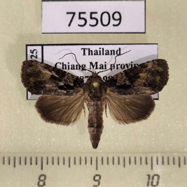 Noctuidae Aquis orbicularis Thailand