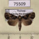 75509p Noctuidae Aquis orbicularis Thailand $3