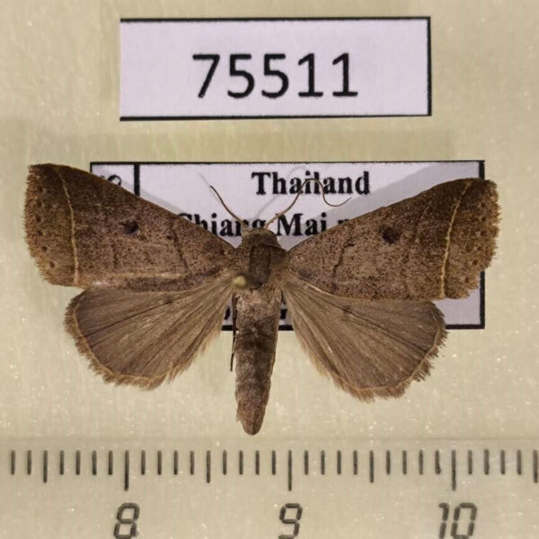 Noctuidae Bocula caradrinoides Thailand