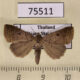 75511p Noctuidae Bocula caradrinoides Thailand $5