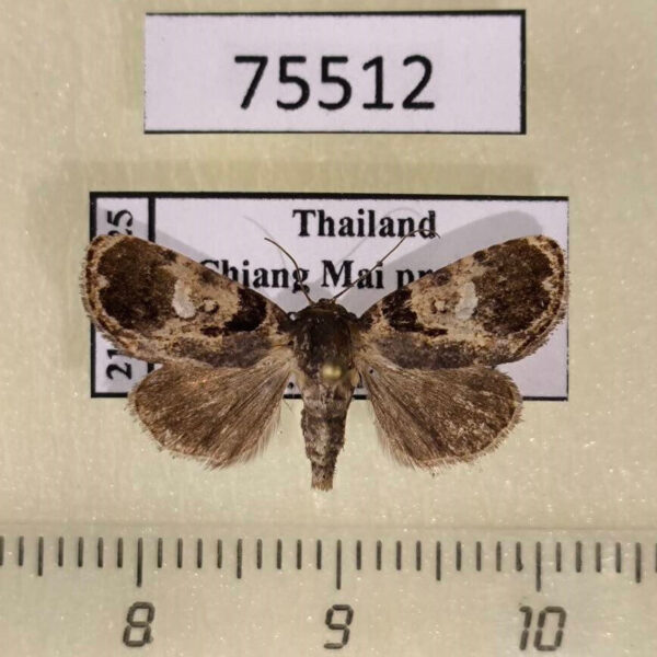 Noctuidae sp. Vietnam