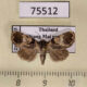 75512p Noctuidae sp. Vietnam $12