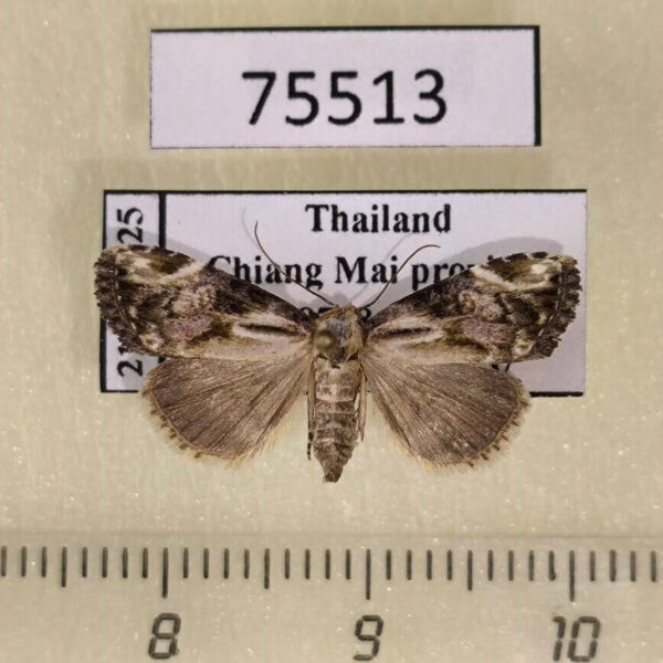 Noctuidae Chorsia sp. carjacobsi f Thailand