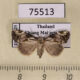 75513p Noctuidae Chorsia sp. carjacobsi f Thailand $10