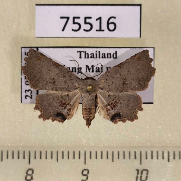 Noctuidae Eublemma commoda f Thailand