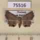 75516p Noctuidae Eublemma commoda f Thailand $25