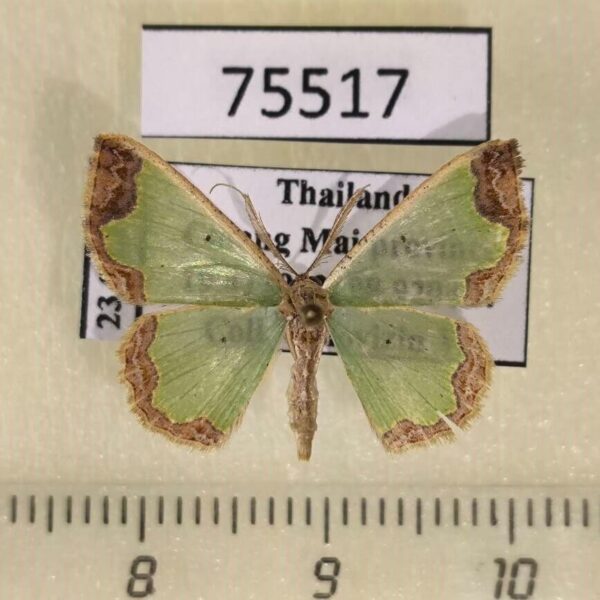 Geometridae Zamarada eogenaria Thailand
