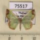 75517p Geometridae Zamarada eogenaria Thailand $7