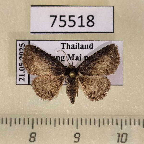 Noctuidae Boletobiinae sp. Thailand