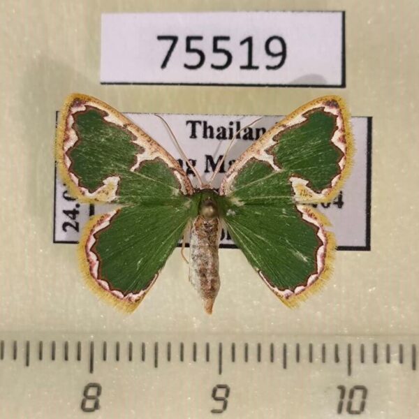 Geometridae Comostola chlorargyra f Thailand