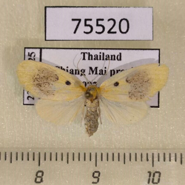 Arctiidae Cyclomilta cambodiaca Thailand