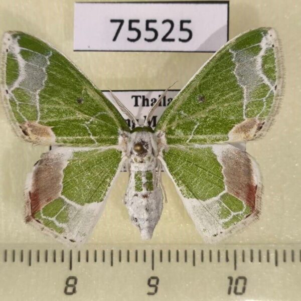 Geometridae Protuliocnemis partita Thailand