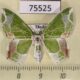 75525p Geometridae Protuliocnemis partita Thailand $9