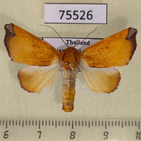Noctuidae Xenochroa xanthia Thailand