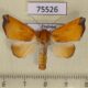 75526p Noctuidae Xenochroa xanthia Thailand $8