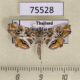 75528p Crambidae Paracymoriza aurantialis Thailand $8