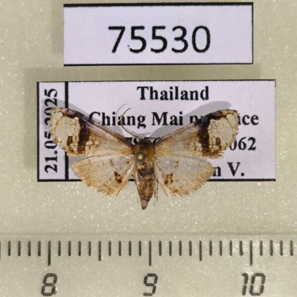 Thyrididae Rhodoneura lobulata Thailand
