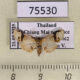 75530p Thyrididae Rhodoneura lobulata Thailand $6