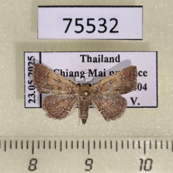 Noctuidae Cerynea punctilinealis f Thailand