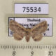 75534p Noctuidae Cerynea discontenta f Thailand $15