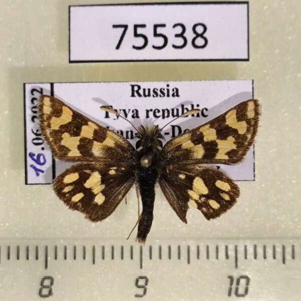 Hesperiidae Carterocephalus argyrostigma Tyva rep.