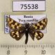 75538p Hesperiidae Carterocephalus argyrostigma Tyva rep. $3
