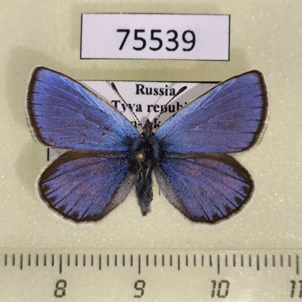 Lycaenidae Albulina orbitulus Tyva rep.