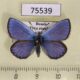 75539p Lycaenidae Albulina orbitulus Tyva rep. $8