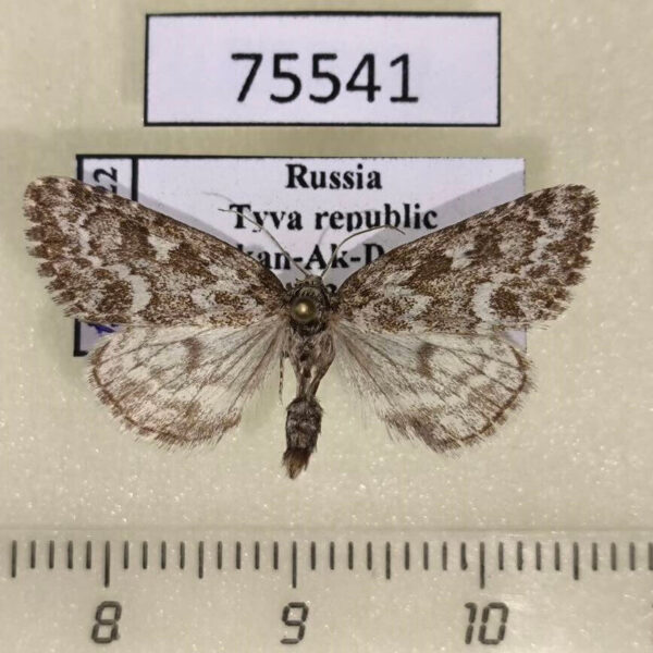 Noctuidae Victrix umovii Tyva rep.