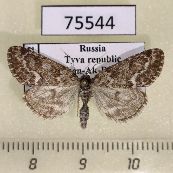 Noctuidae Victrix umovii Tyva rep.