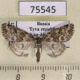 75545p Noctuidae Victrix umovii Tyva rep. $30
