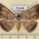 75548p Noctuidae Hypopyra unistrigata f Thailand $30