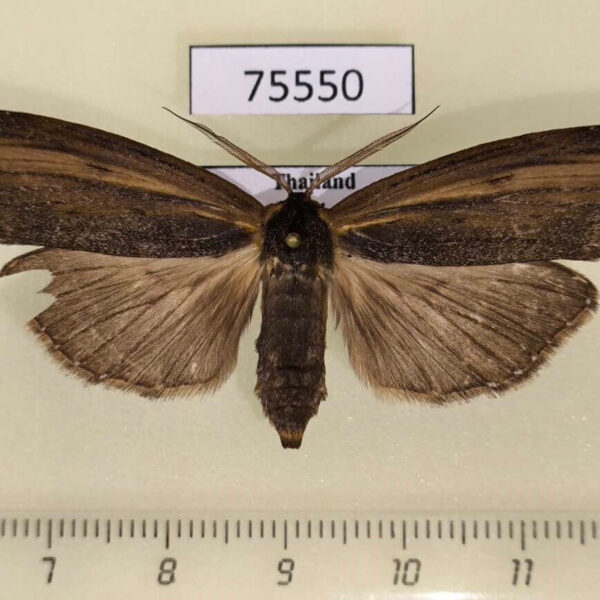 Notodontiidae Gargetta costigera f Thailand