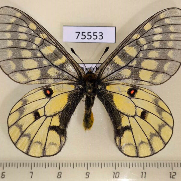 Papilionidae Parnassius eversmanni sasai North Korea