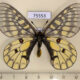 75553p Papilionidae Parnassius eversmanni sasai North Korea $100