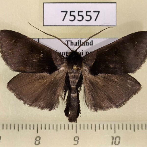Noctuidae Crithote horridipes Thailand