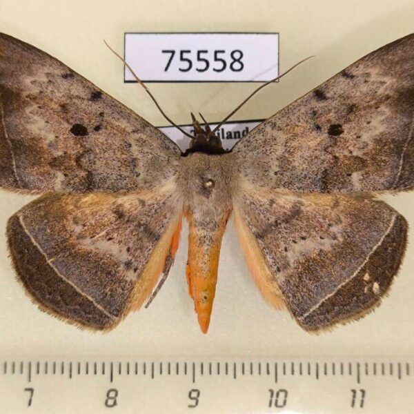 Noctuidae Hypopyra unistrigata Thailand