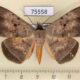 75558p Noctuidae Hypopyra unistrigata Thailand $25