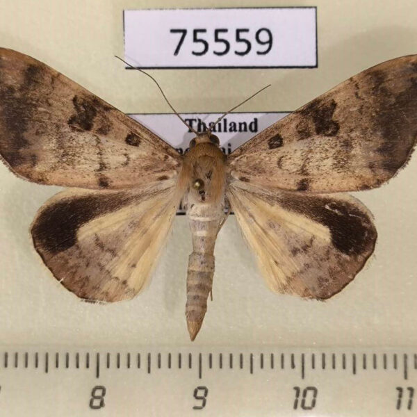Noctuidae Oxyodes scrobiculata Thailand